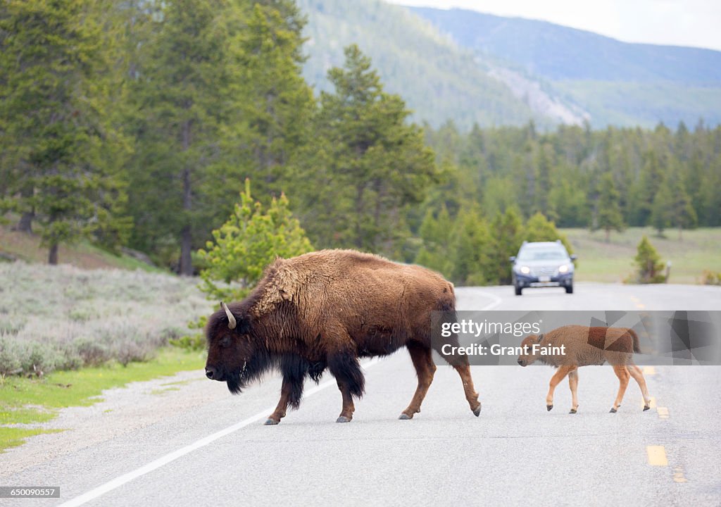 Yellowstone Park High-Res Stock Photo - Getty Images