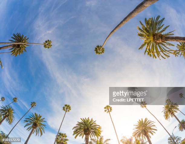 los ángeles palmeras - beverly hills california fotografías e imágenes de stock