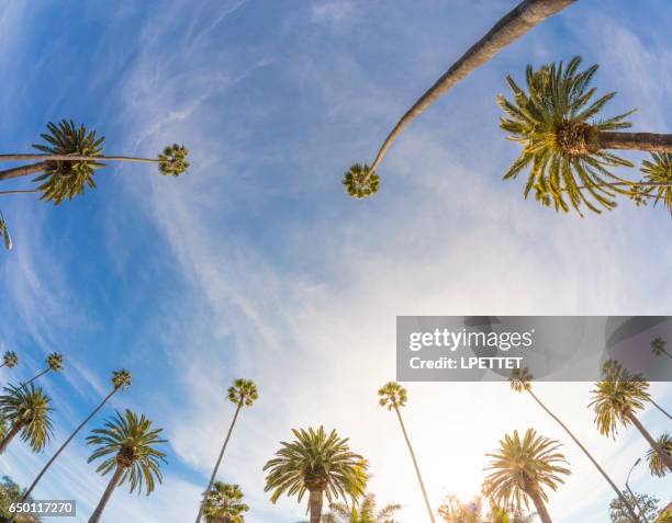 los angeles palm trees - palm trees california stock pictures, royalty-free photos & images