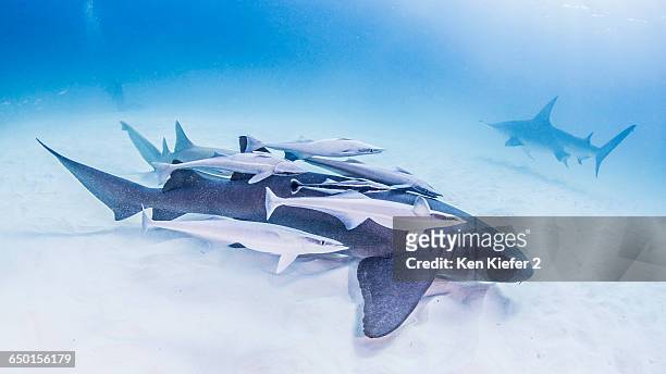nurse shark covered in remoras with great hammerhead shark in background - remora fish stock pictures, royalty-free photos & images