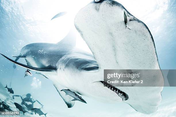 great hammerhead shark, diver in background - great hammerhead shark stock-fotos und bilder