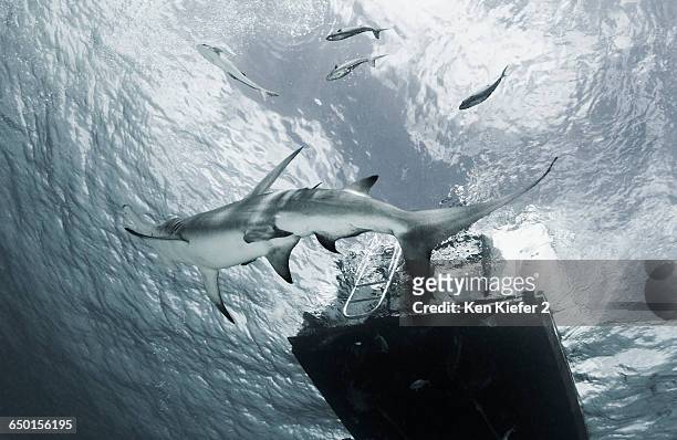 great hammerhead shark swimming past platform - great hammerhead shark stock pictures, royalty-free photos & images
