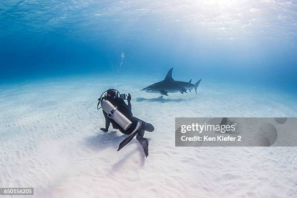 diver taking photograph of great hammerhead shark - great hammerhead shark stock-fotos und bilder