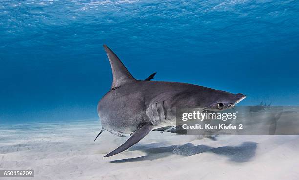 great hammerhead shark swimming near seabed - great hammerhead shark stock-fotos und bilder