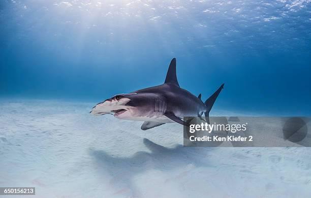 great hammerhead shark swimming near seabed - great hammerhead shark stockfoto's en -beelden