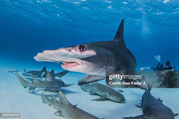 great hammerhead shark with nurse sharks around it, divers in background - great hammerhead shark stock-fotos und bilder