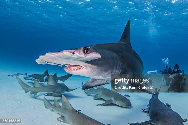 great hammerhead shark with nurse sharks around it, divers in background - great hammerhead shark stockfoto's en -beelden