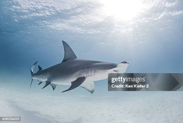 great hammerhead shark swimming near surface of ocean - great hammerhead shark stockfoto's en -beelden