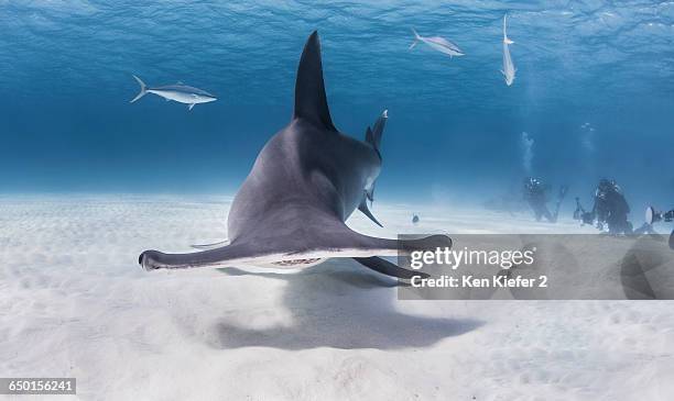 great hammerhead sharks with divers in background - great hammerhead shark stockfoto's en -beelden