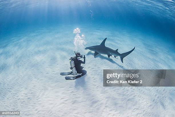 diver taking photograph of great hammerhead shark - great hammerhead shark stockfoto's en -beelden
