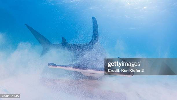 great hammerhead shark stirring up sand on seabed - great hammerhead shark stockfoto's en -beelden