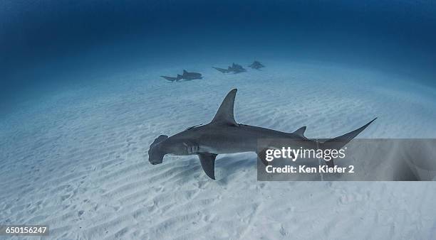 great hammerhead shark swimming near seabed, nurse sharks in background - great hammerhead shark stockfoto's en -beelden
