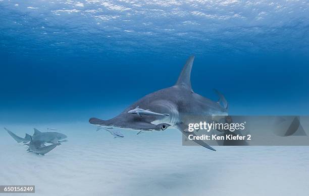 great hammerhead shark with nurse sharks nearby - great hammerhead shark stockfoto's en -beelden