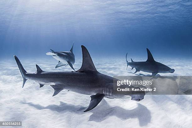 great hammerhead sharks swimming near seabed - great hammerhead shark stockfoto's en -beelden