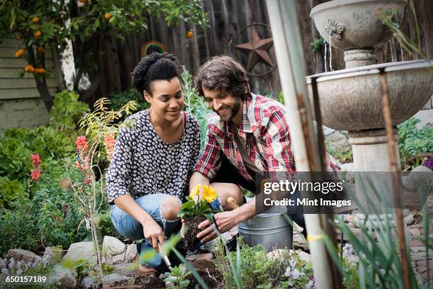 a couple in the garden planting flowers. - couple gardening stock pictures, royalty-free photos & images