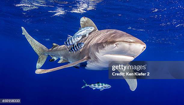 oceanic whitetip shark with pilot fish around it - oceanic white tip shark stock pictures, royalty-free photos & images