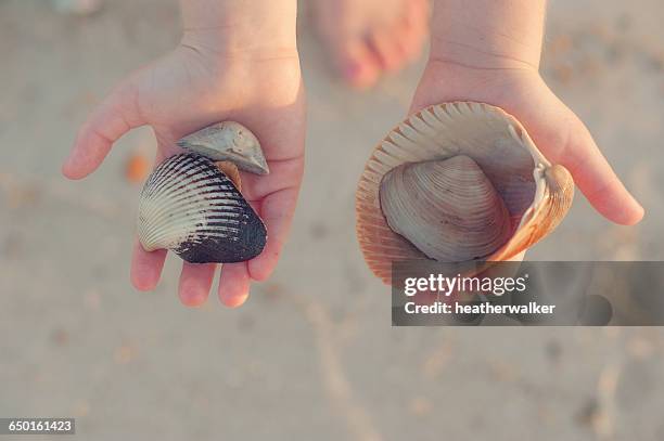 Seashells In Hand 1,173 Hand Holding Sea Shells Stock Photos, High-Res Pictures, and ...