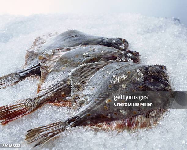 raw whole plaice on crushed ice - flounder stock pictures, royalty-free photos & images