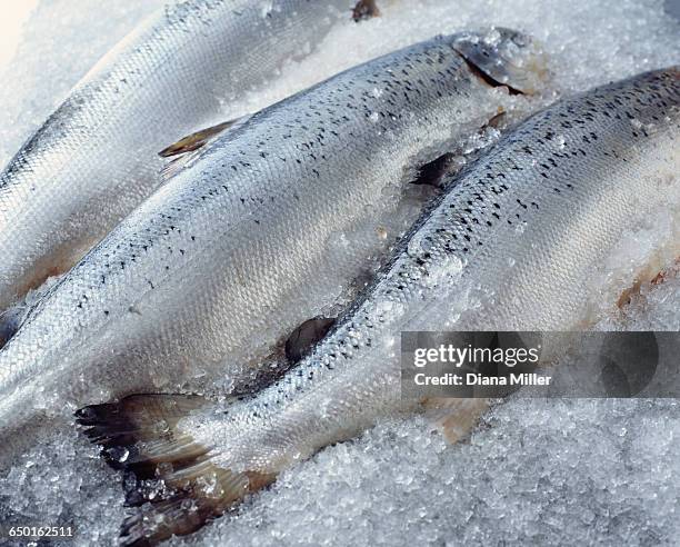 raw whole salmon on crushed ice - fishmonger stock pictures, royalty-free photos & images