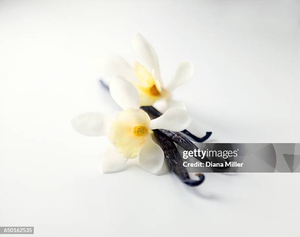 vanilla pods with flowers on white background - vanille photos et images de collection