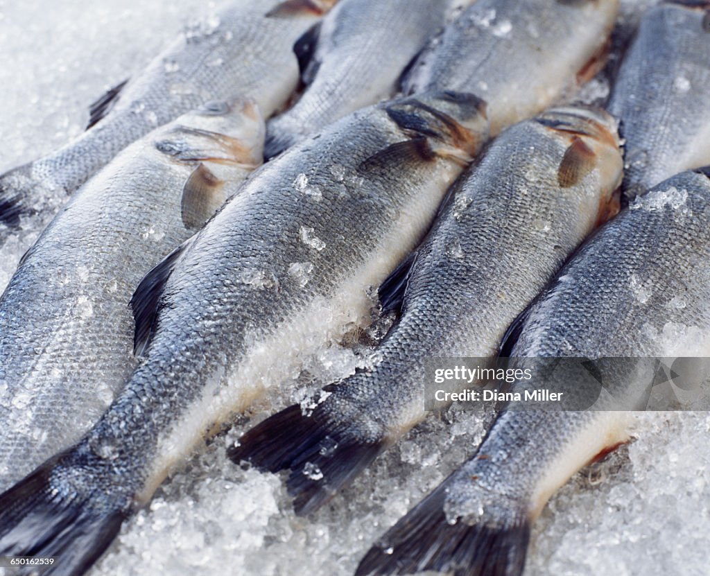 Raw whole sea bass on crushed ice