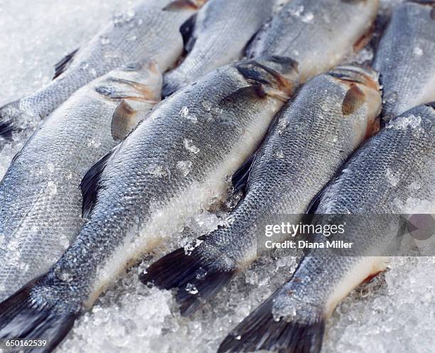 raw whole sea bass on crushed ice - ghiaccio tritato foto e immagini stock
