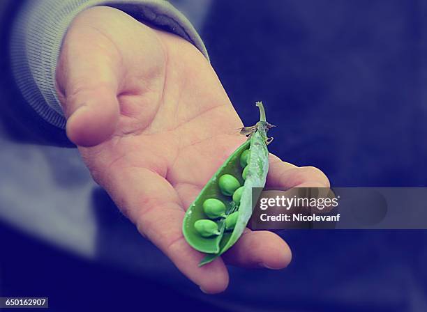 senior man holding pea pod in his hand - エンドウマメの鞘 ストックフォトと画像