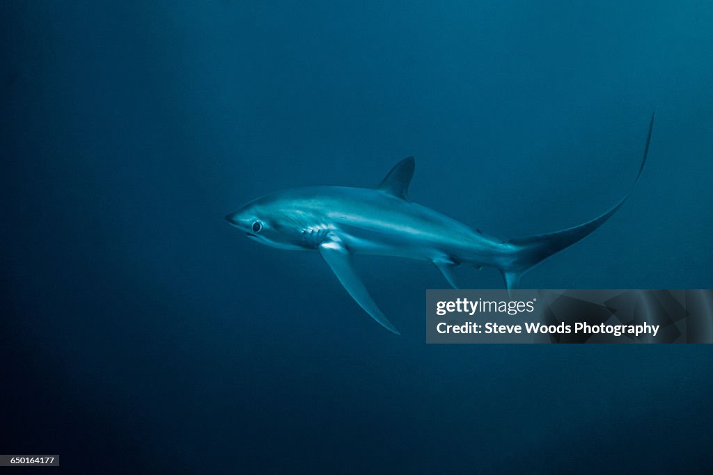 Critically endangered Thresher Shark (Alopias pelagicus) swimming in the deep water off Malapascua Island, Cebu, Philippines