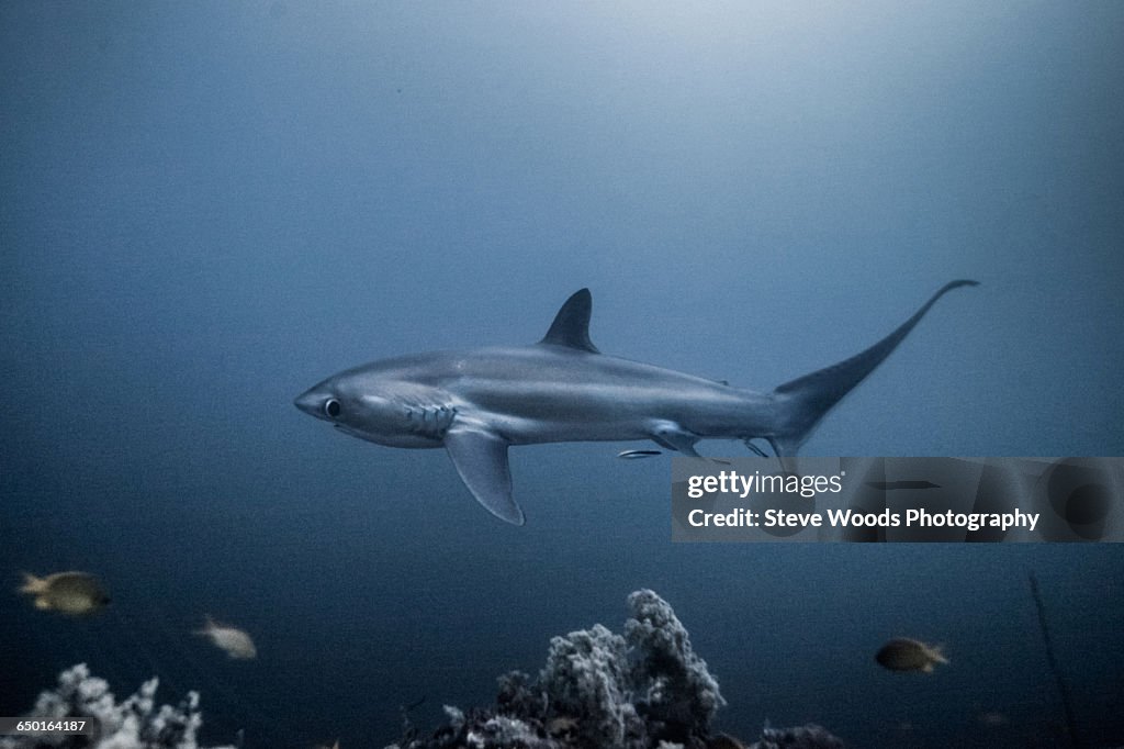 Critically endangered Thresher Shark (Alopias pelagicus) swimming in the deep water off Malapascua Island, Cebu, Philippines