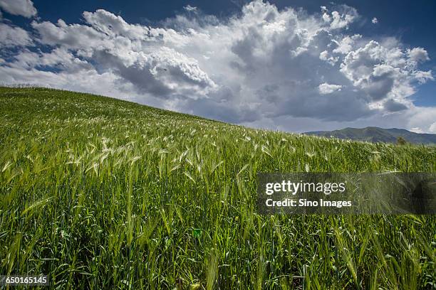 wheat field - buckwheat ストックフォトと画像