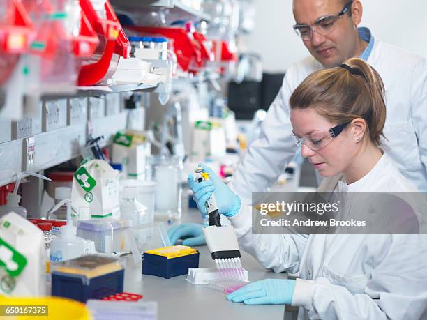 scientist using multi-channel pipette to fill multiwell plate for analysis of antibodies by elisa assay, jenner institute, oxford university - immunologie photos et images de collection