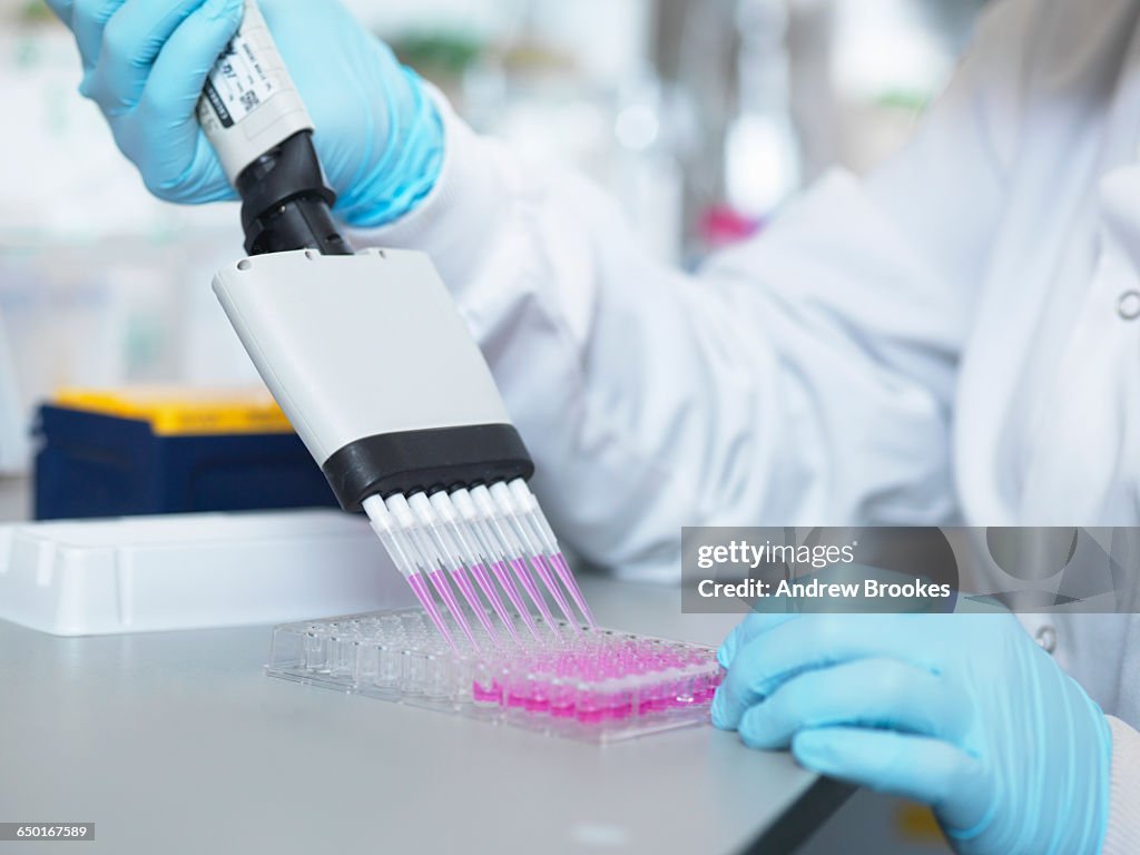 Scientist using multi-channel pipette to fill multiwell plate for analysis of antibodies by ELISA assay, Jenner Institute, Oxford University