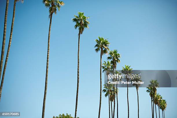 row of tall palm trees, los angeles, usa - hollywood california stock-fotos und bilder