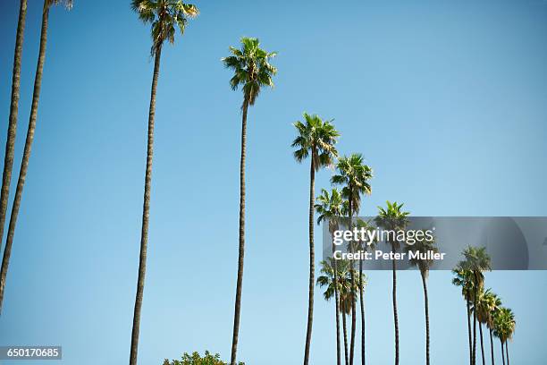 row of tall palm trees, los angeles, usa - カリフォルニア州ハリウッド ストックフォトと画像