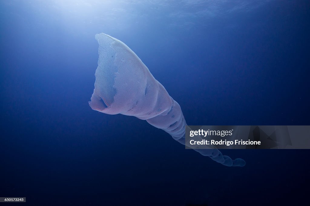 Underwater view of siphonophora, Roca partida, revillagigedo, colima, mexico