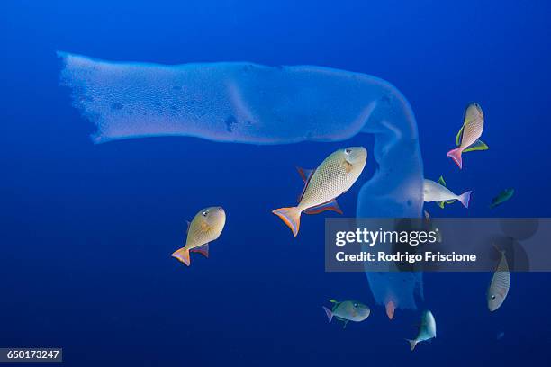 underwater view of siphonophora being attacked by triggerfish, roca partida, revillagigedo, colima, mexico - 個虫 ストックフォトと画像