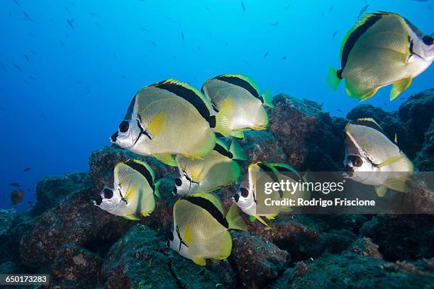 Shoal Of Barberfish Photos and Premium High Res Pictures - Getty Images