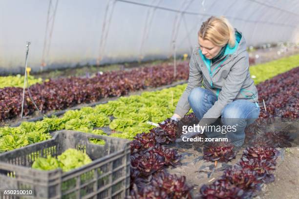 harvesting lettuce in greenhouse - boston lettuce stock pictures, royalty-free photos & images