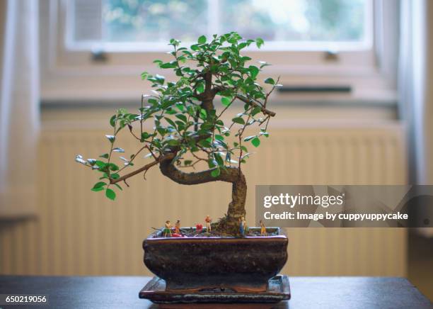 bonsai tree - small tree stock pictures, royalty-free photos & images