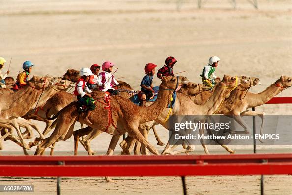Camel Racing In Chad Camel Racing News Photo - Getty Images