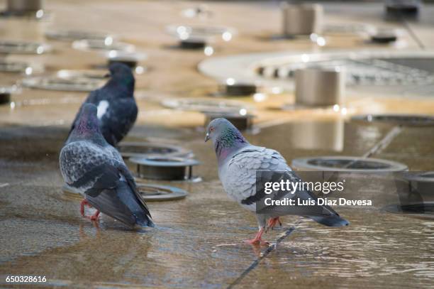 pigeon on fountain - mojado stock-fotos und bilder