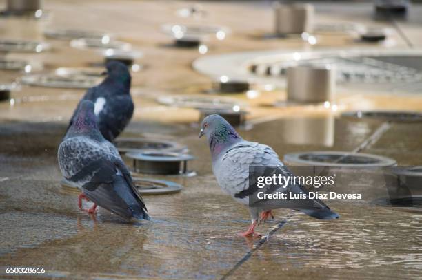 pigeon on fountain - temas de animales stock pictures, royalty-free photos & images