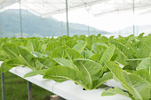 Green Lettuce vegetavles in hydrophonic farm
