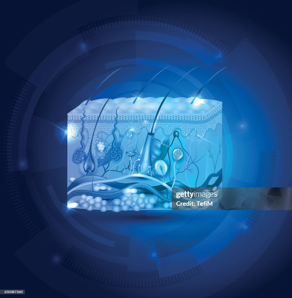 Skin Injury Graphical Abstract Skin Anatomy Abstract Blue Background High-Res Vector Graphic - Getty ...