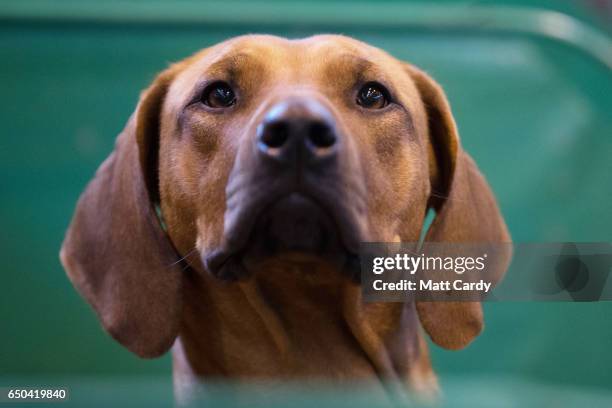 Rhodesian Ridgeback Ring 136 African Rhodesian Ridgeback Stock Photos, High-Res Pictures, and ...