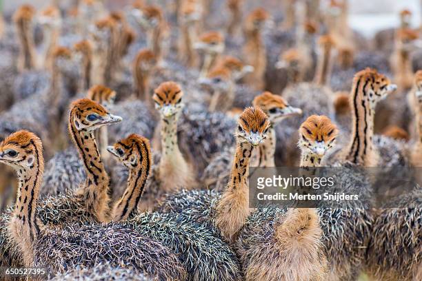 crowded with chick ostriches in farm - garden route south africa stock pictures, royalty-free photos & images