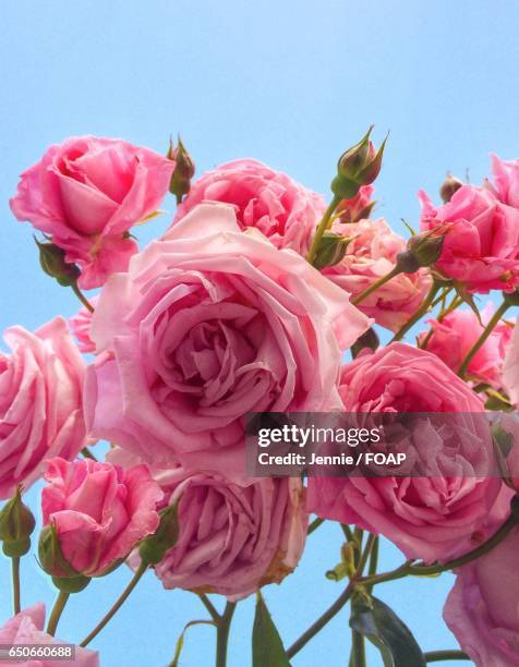 High Pink Roses Pink Roses Sky Photos and Premium High Res Pictures - Getty Images