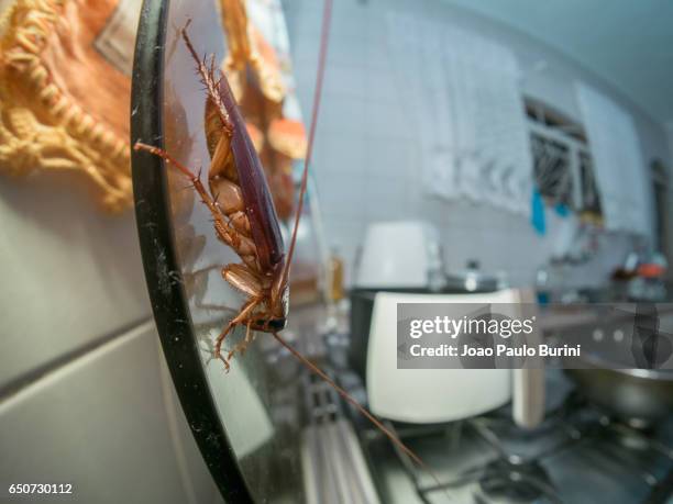 cockroach in the kitchen (periplaneta americana) - blatta americana stock pictures, royalty-free photos & images