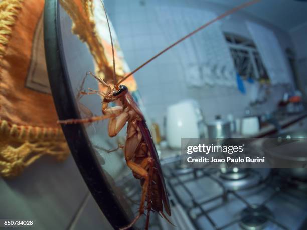 cockroach in the kitchen (periplaneta americana) - ゴキブリ ストックフォトと画像