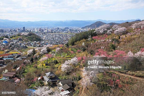 hanamiyama park in full bloom, fukushima, japan - 福島 ストックフォトと画像